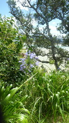 Agapanthus praecox