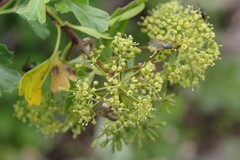Polemannia grossulariifolia