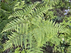 Pteridium aquilinum