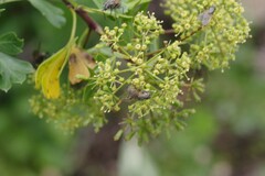Polemannia grossulariifolia
