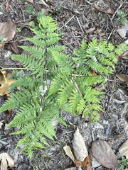 Pteridium aquilinum