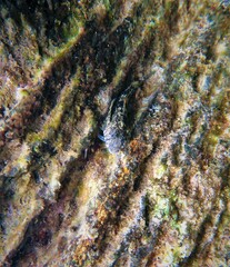 Lepidoblennius marmoratus