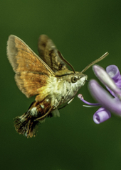 Macroglossum trochilus