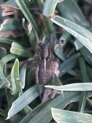 Artoriinae