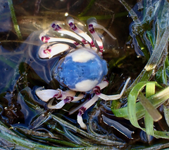 Mictyris longicarpus