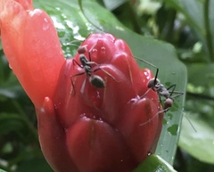 Camponotus singularis