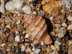 Monoplex parthenopeus