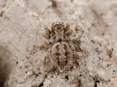 Aelurillus concolor