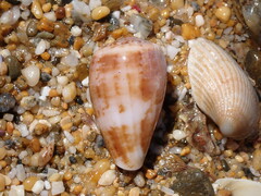 Conus anemone