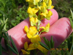 Crotalaria globifera