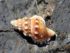 Ranella australasia