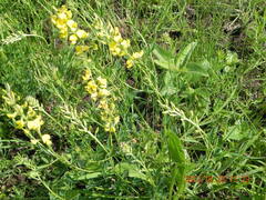 Crotalaria globifera