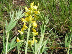 Crotalaria globifera