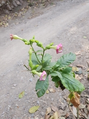 Nicotiana tabacum