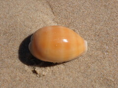 Lyncina