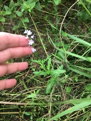 Verbena xutha