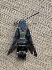 Macroglossum trochilus