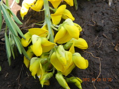 Crotalaria globifera