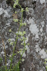 Alepidea amatymbica