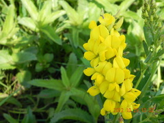 Crotalaria globifera