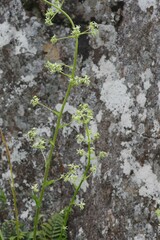 Alepidea amatymbica
