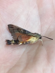 Macroglossum trochilus