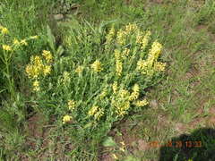 Crotalaria globifera