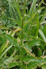 Alepidea amatymbica