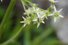 Alepidea amatymbica