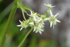 Alepidea amatymbica