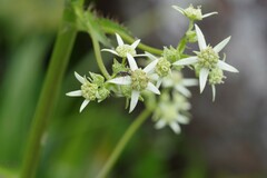 Alepidea amatymbica