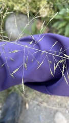 Eragrostis