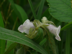 Sesamum indicum