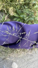 Eragrostis