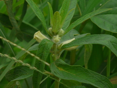Sesamum indicum