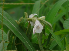 Sesamum indicum