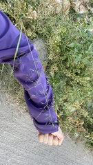 Eragrostis