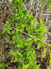 Grewia occidentalis
