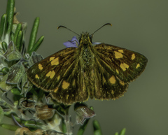 Metisella metis paris