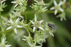 Alepidea amatymbica