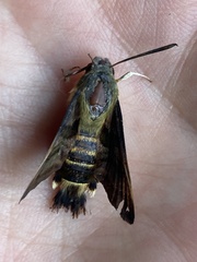 Macroglossum trochilus
