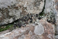 Xanthoparmelia hottentotta