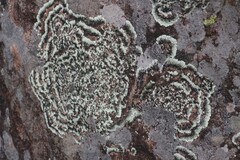 Arctoparmelia centrifuga