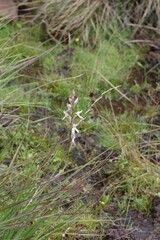 Brownleea recurvata