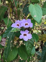 Thunbergia grandiflora