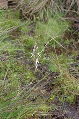 Brownleea recurvata