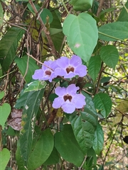 Thunbergia grandiflora