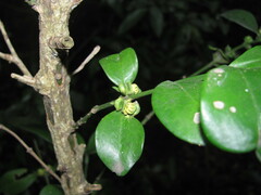 Buxus natalensis