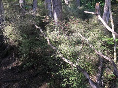 Coprosma rhamnoides