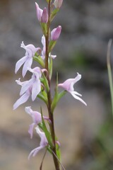 Brownleea recurvata